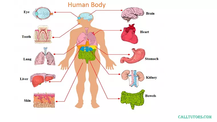 Human Physiology Help