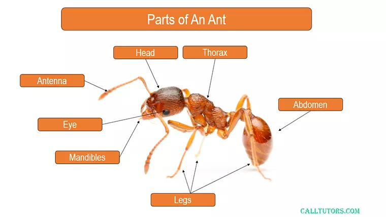 Insect Physiology Help